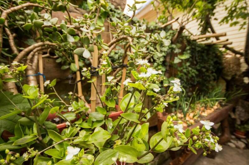 Бухта «Хоста»