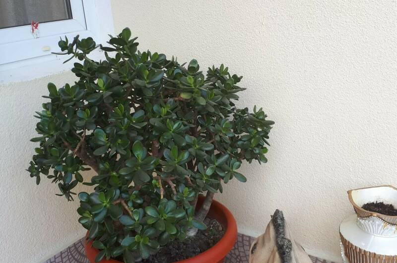 Гостевой дом «Чайная роза»