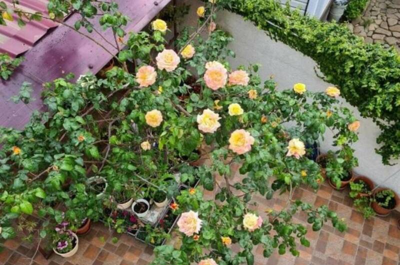 Гостевой дом «Чайная роза»