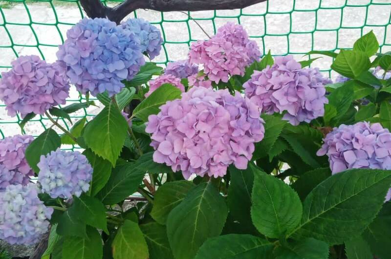 Гостевой дом «Ангелина»