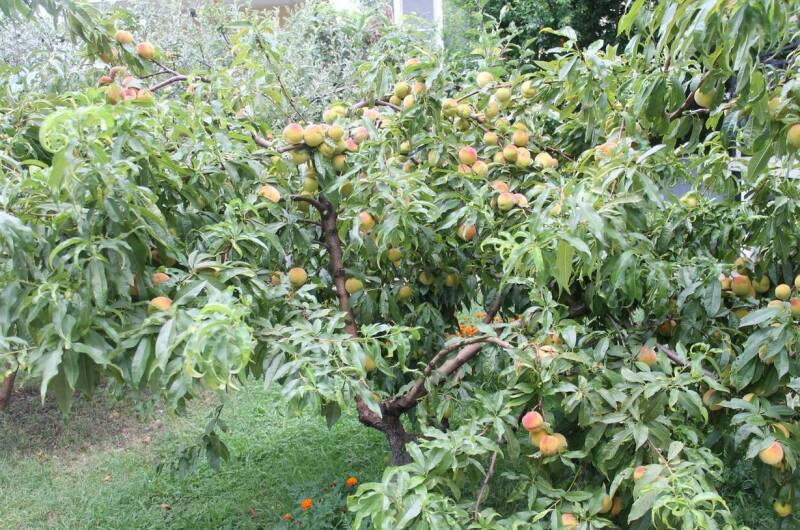 Гостевой дом «Лужайка»