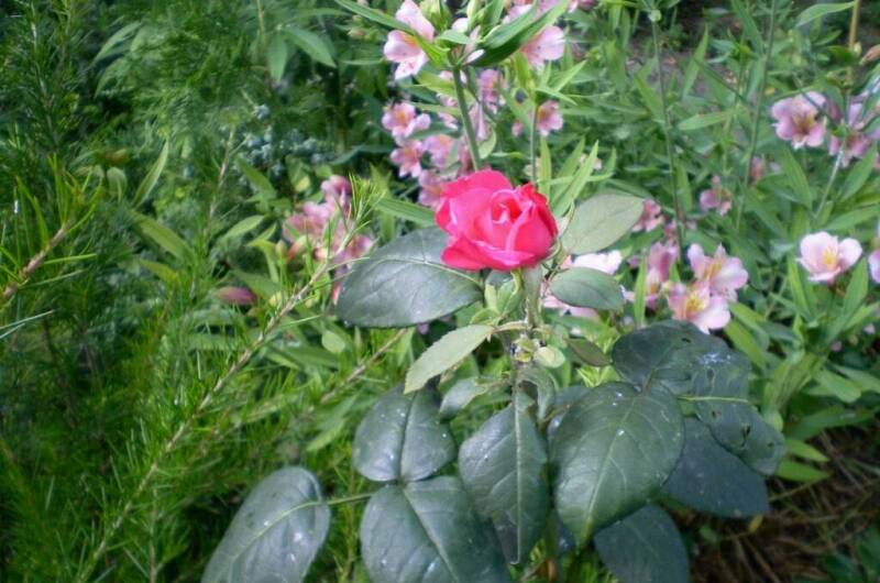 Гостевой дом «Кантри»