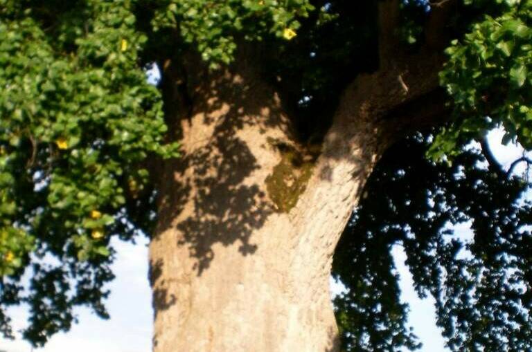 Гостевой дом «Кантри»