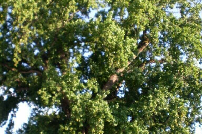 Гостевой дом «Кантри»