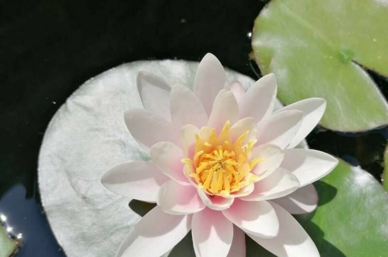 Частный сектор «Экзотический рай»