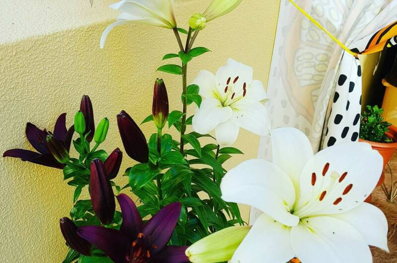 Частное домовладение «Санрайз»