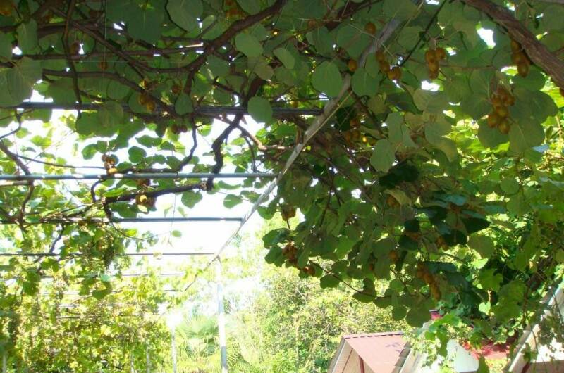 Гостевой дом «Злата»