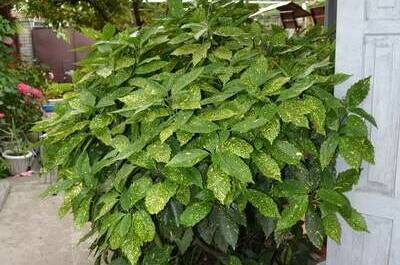 Гостевой дом «Арианна»