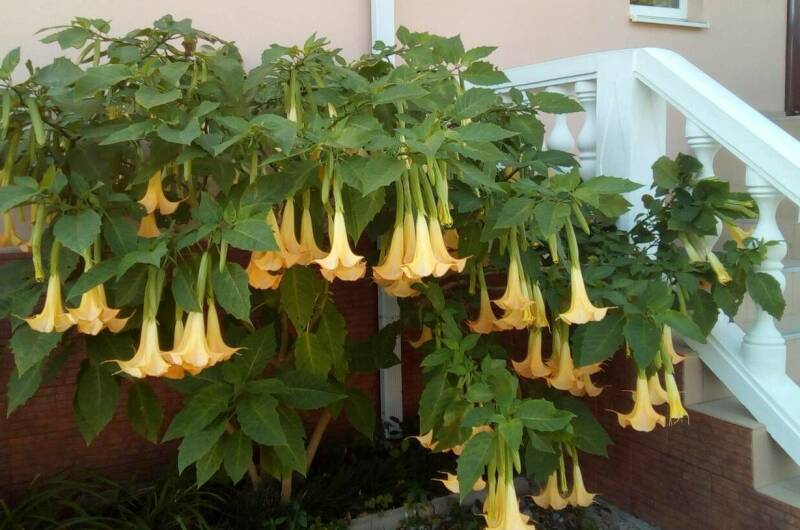 Гостевой дом «Березка»