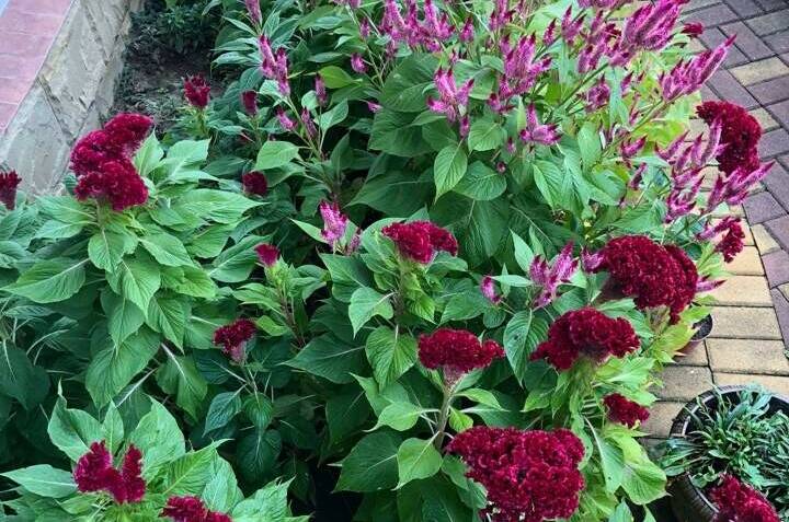 Гостевой дом «Альбатрос»