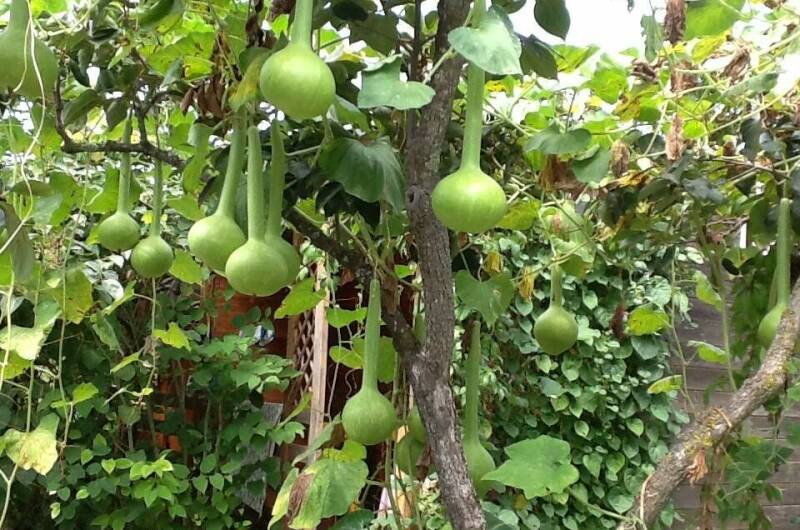 Гостевые домики «Лидия»