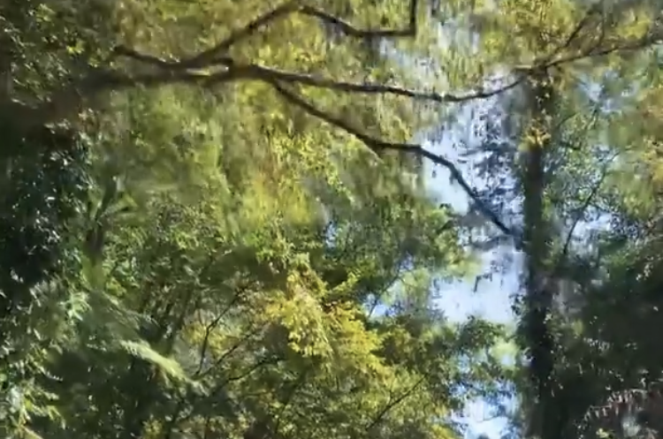 Гостевой дом «Зеленый рай»