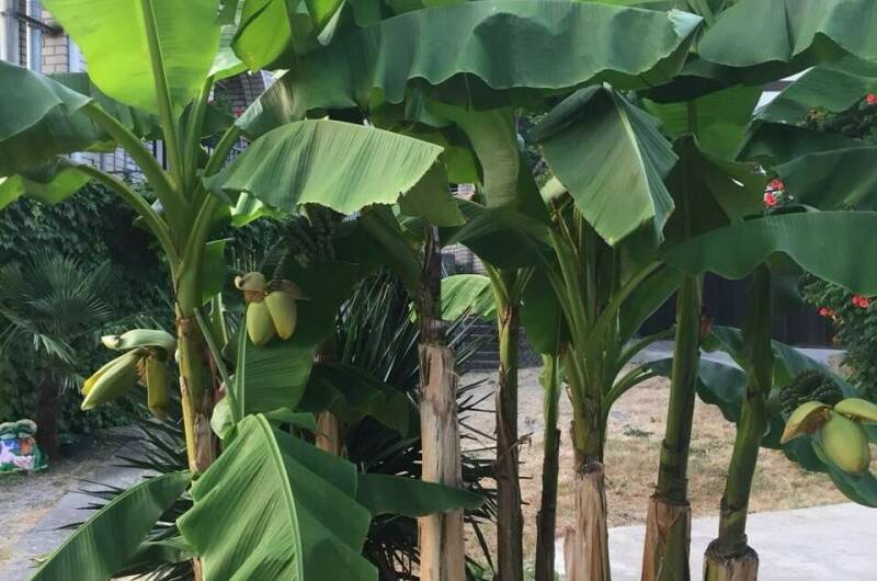 Гостевой дом «Зеленый рай»