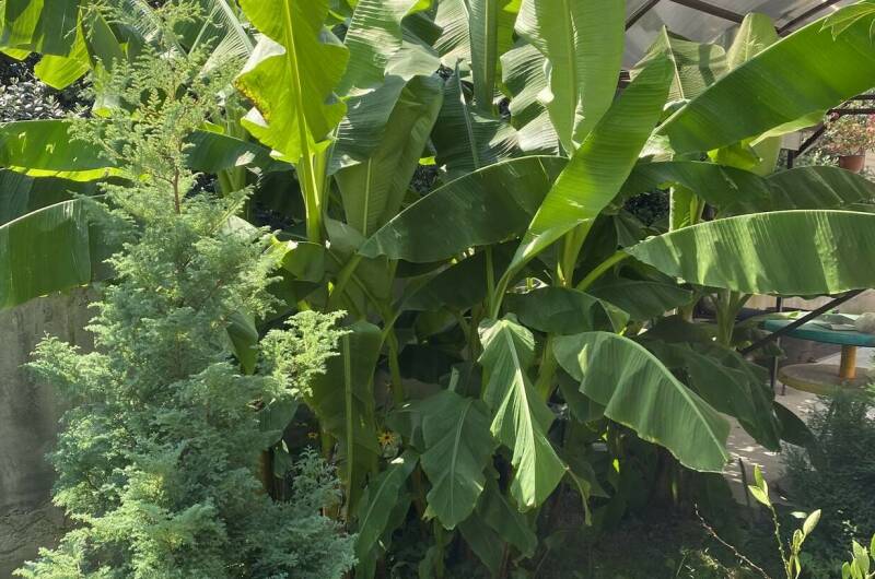 Гостевой дом «Ариадна»