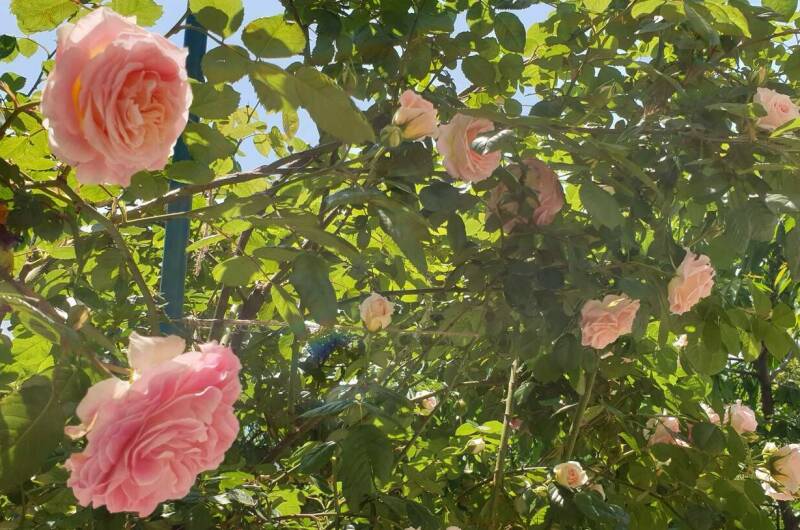 Гостевой дом «Райский уголок»