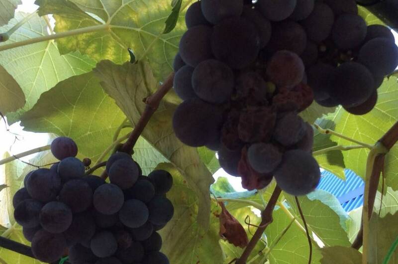 Гостиница «Светлая»