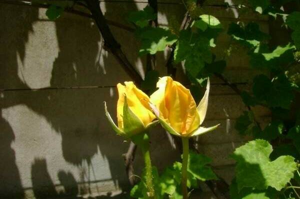 Мини-отель «Итинисан» (1 2 3)