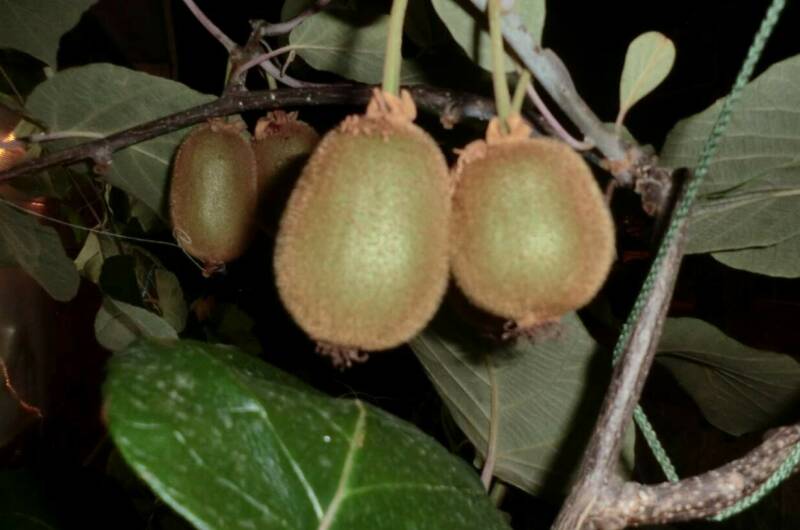 Частный сектор на Лазарева