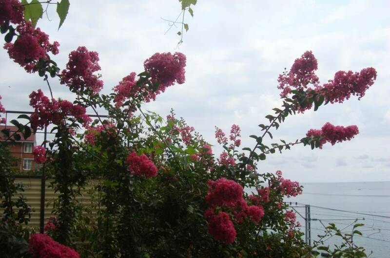 Гостевой дом «Мистраль»