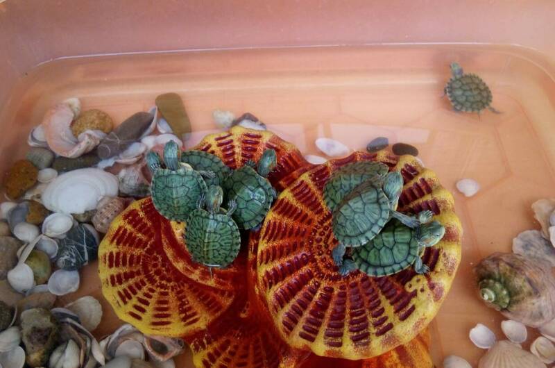 Отель «Арго»