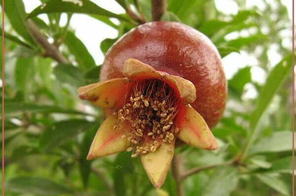 Отель «Арго»