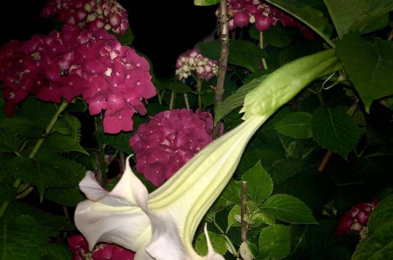 Частное домовладение «Баунти»