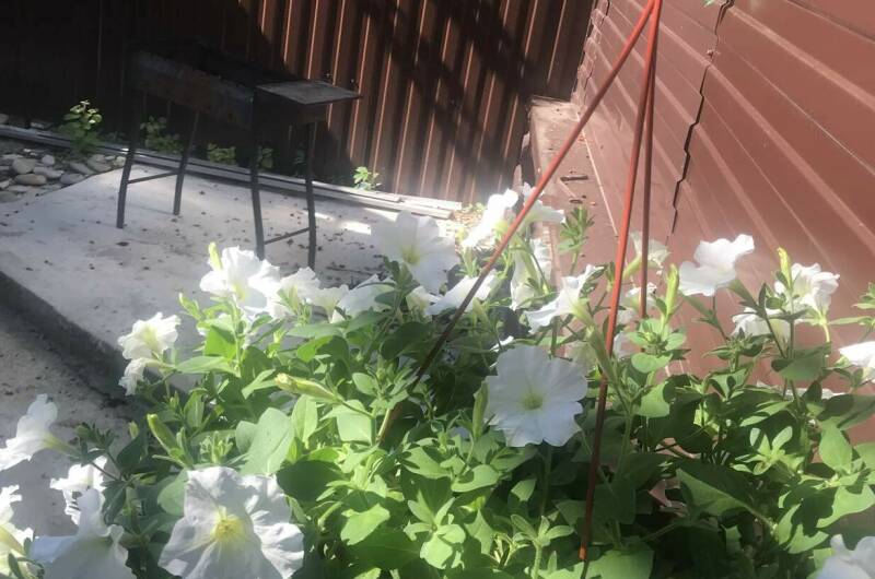 Гостевой дом «Дом»