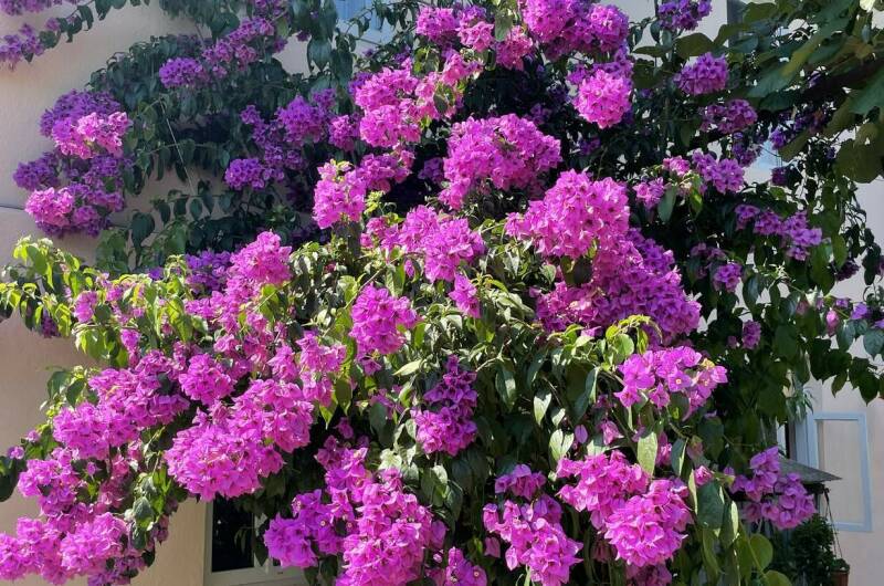 Гостевой дом «Линария»