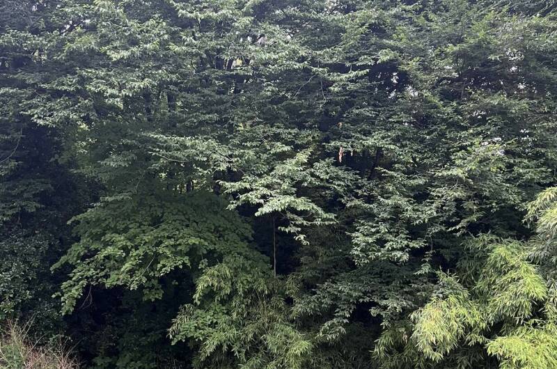 Комплекс коттеджей «Лесной рассвет у моря»